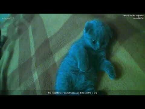 Нежный и обаятельный котенок породы Скоттиш Фолд (Вислоухий шотландец) 