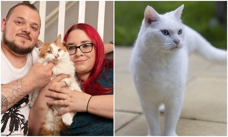 Кошки-герои: трогательные истории о котах, изменивших жизнь людей