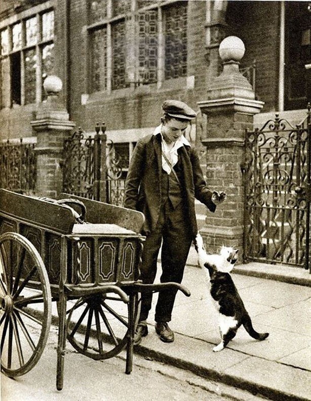 В Викторианскую эпоху можно было работать доставщиком еды для кошек