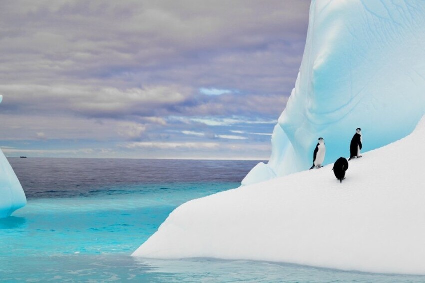 13. Один айсберг может обеспечить питьевой водой миллион человек сроком на пять лет