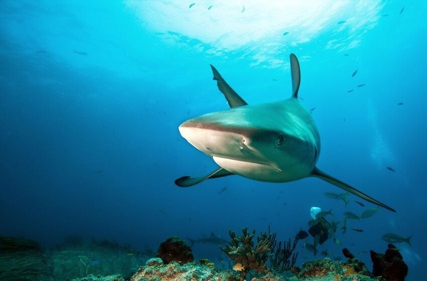 10. У акул есть собственное подводное «кафе»