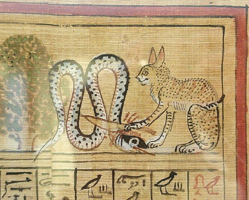 Египетский мау: Элитная порода с буквой «М» на лбу и глазами цвета зелёного крыжовника