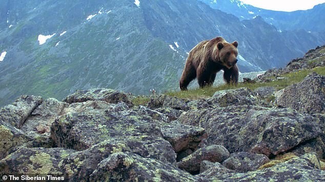 В Красноярском крае в результате нападения медведя погиб турист из Москвы