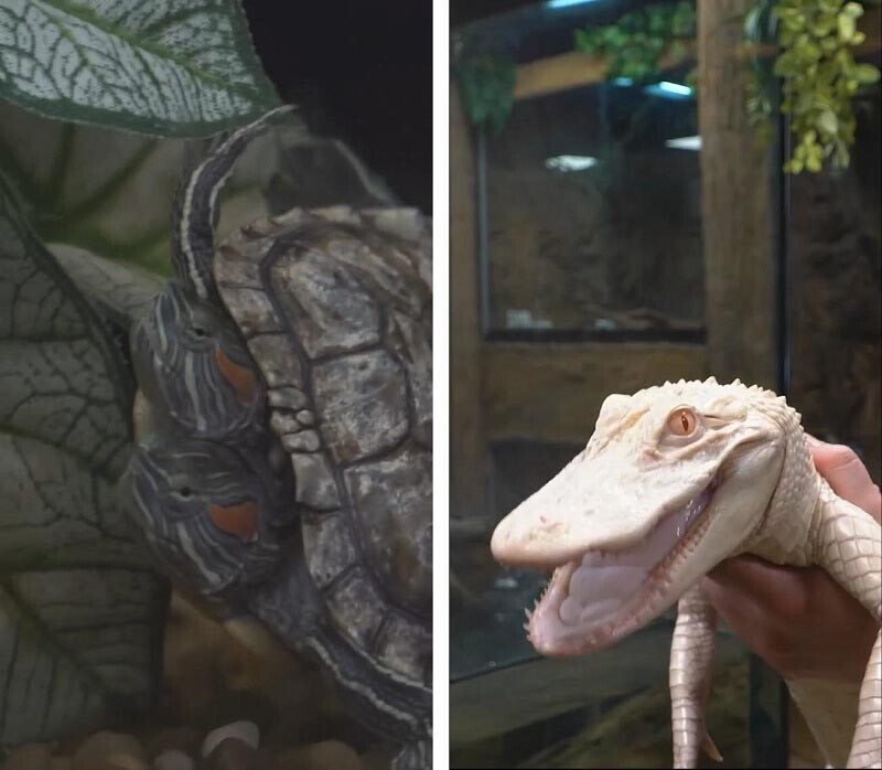 Двухголовая змея ест одновременно две разные добычи