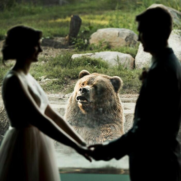 31. "Мы поженились в зоопарке, у медведя была интересная реакция"