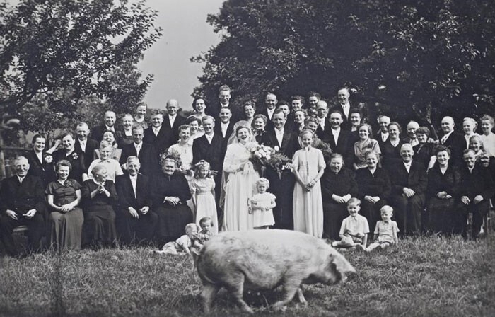 19. "На свадьбе бабушки в кадре пробежала свинья. 1927 год"
