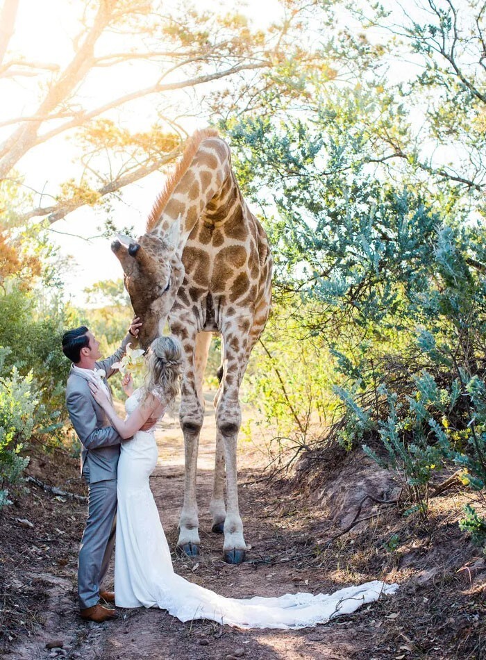 14. Неожиданный гость заглянул на свадьбу, которая проходила в заповеднике Южной Африки