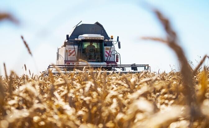 «Нас ждет дефицит зерна и рост цен на хлеб»?