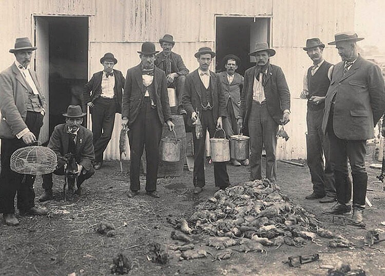 Отряд профессиональных крысоловов во время бубонной чумы. Сидней, 1900 год