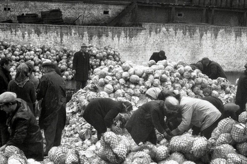 Сотрудники НИИ на овощебазе. Москва, 1974 год