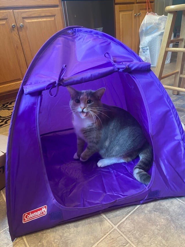 Нашей кошке очень понравилась палатка