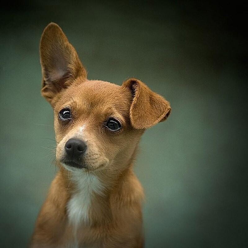 30 фото-доказательств того, что щенки с одним поднятым ухом на 90% милее обычных