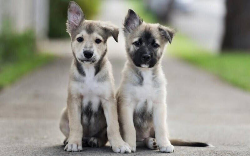 30 фото-доказательств того, что щенки с одним поднятым ухом на 90% милее обычных