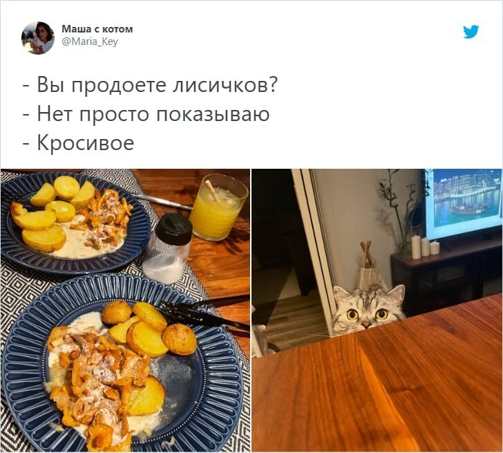 Вы продоёте рыбов?»: что за мем с котами и рыбой, на котором все разговаривают с ошибками