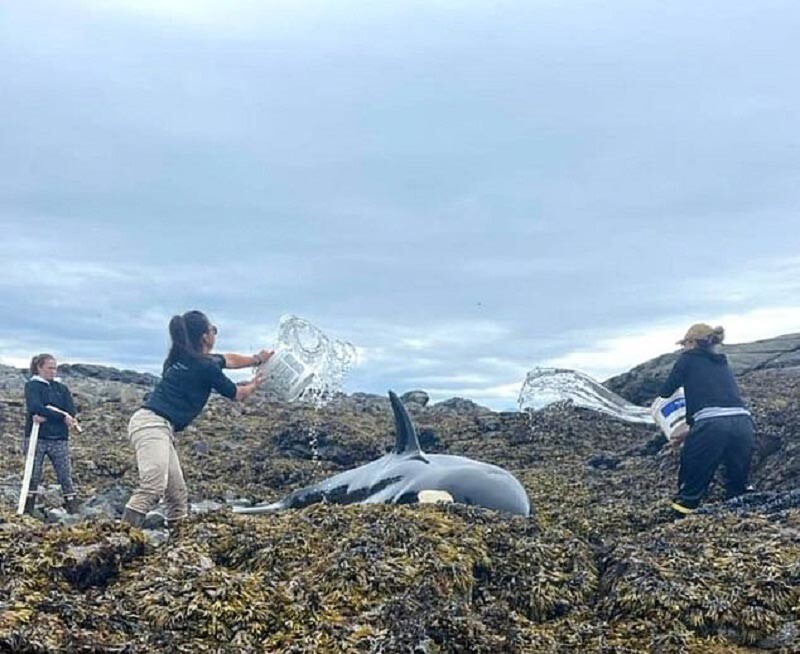 Добрые люди спасли косатку, выброшенную на мель у берегов Аляски