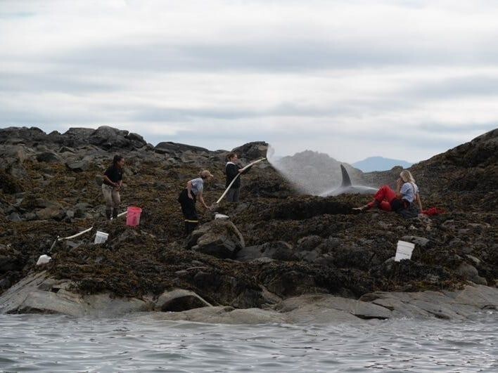Добрые люди спасли косатку, выброшенную на мель у берегов Аляски