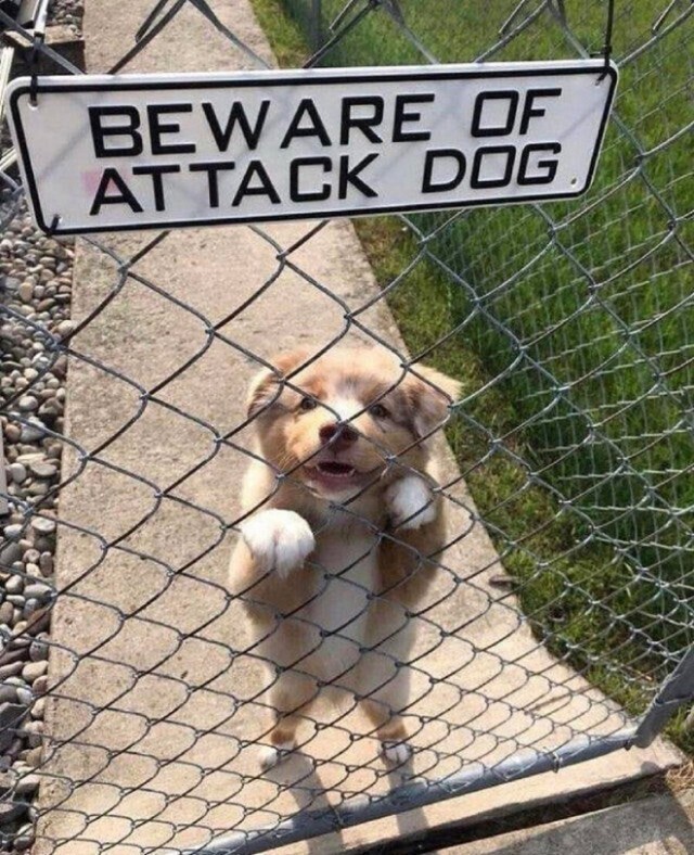 Опаснейшие звери за табличкой-Осторожно, злая собака
