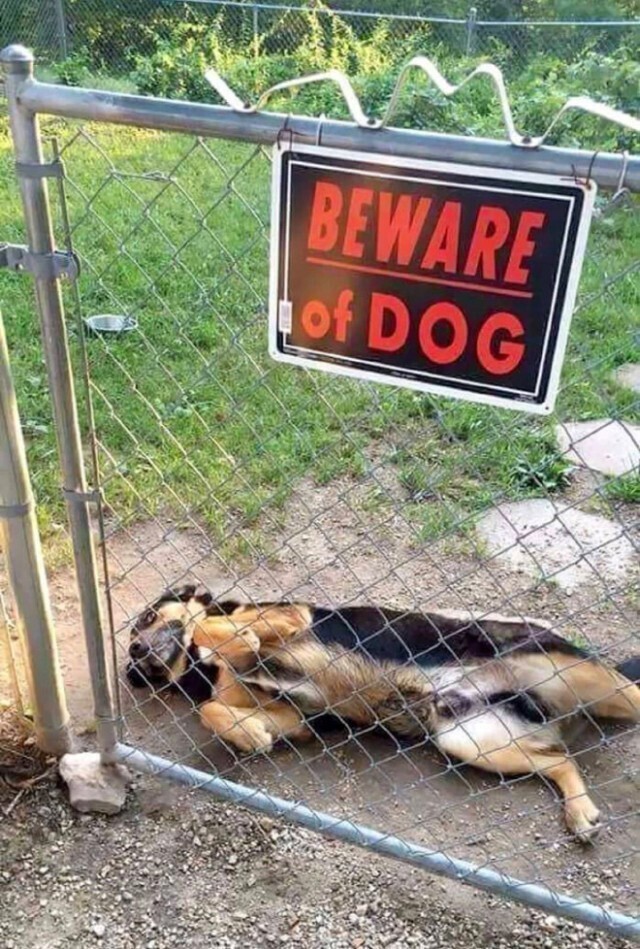Опаснейшие звери за табличкой-Осторожно, злая собака