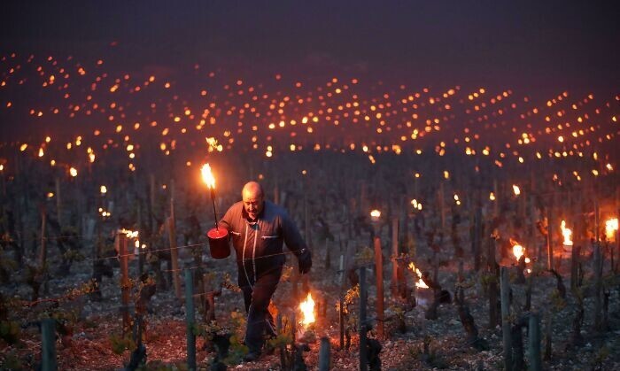 14. В холодные ночи французские фермеры спасают свои виноградники с помощью огня
