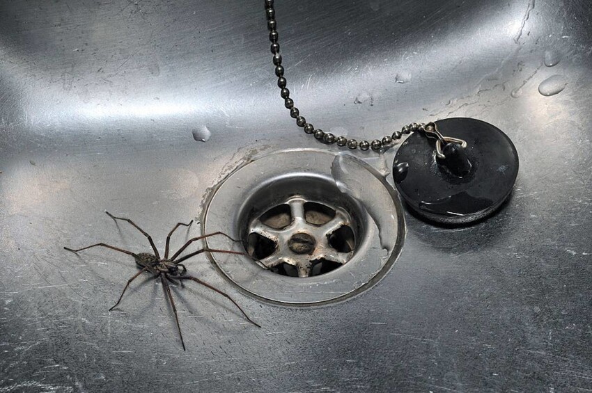 3 вида «домашних пауков», которые реально полезны в доме. Защищают от насекомых и не несут вреда людям