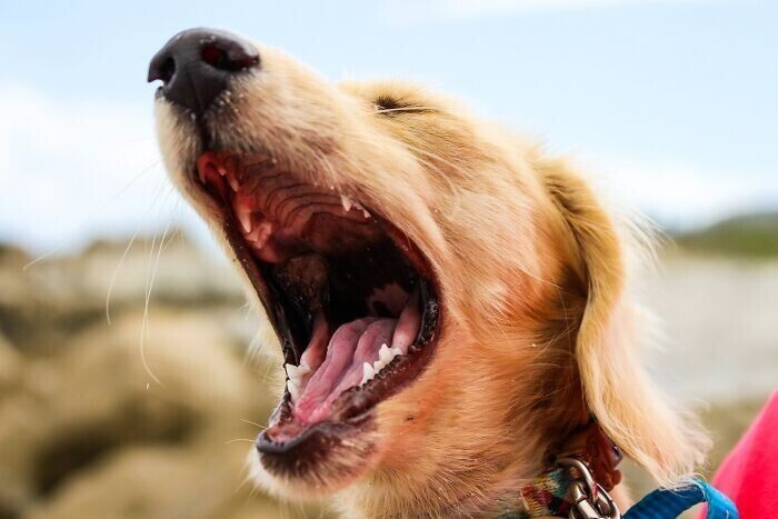 Пасть собаки чище человеческого рта: миф