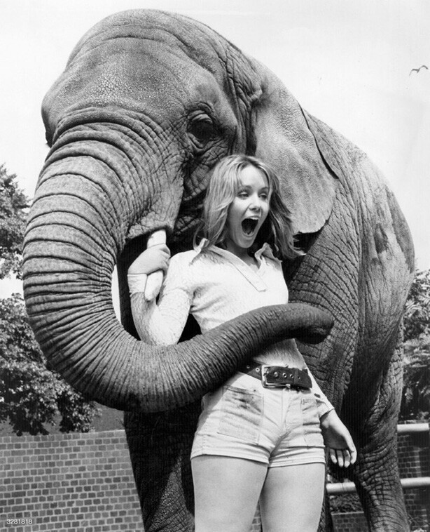 2 августа 1971 года. Школьница, золотая медалистка Приза Герцога Эдинбургского в Лондонском зоопарке.