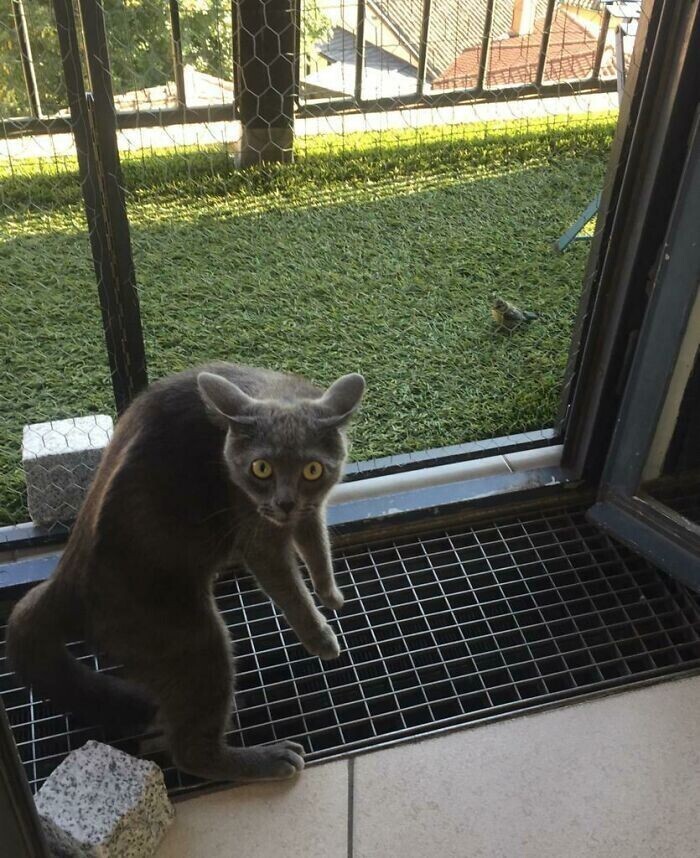 "Реакция моего кота на птицу, приземлившуюся у нас на балконе"