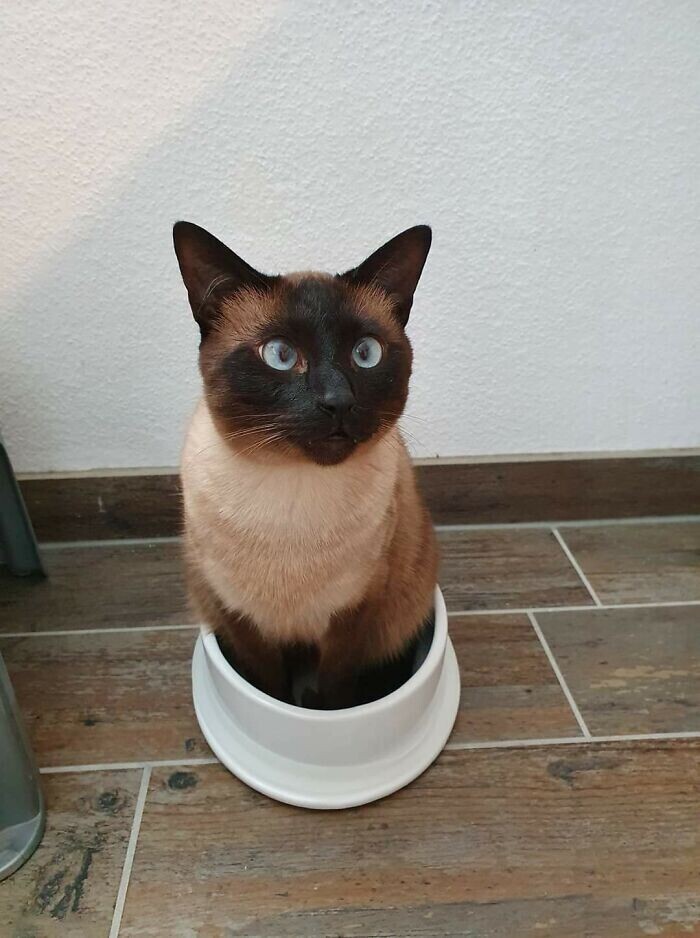 "Кажется, мой котяра немного не понял, как пользоваться миской для воды"
