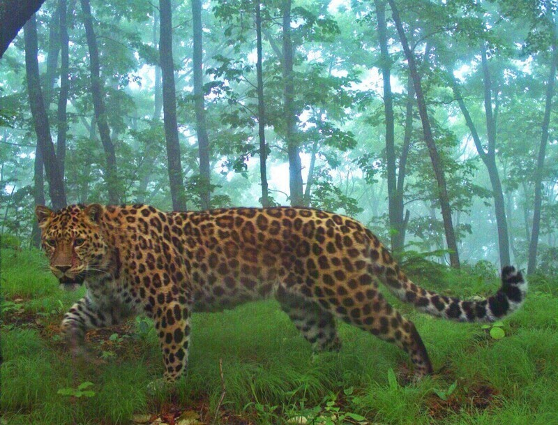 Впервые в Приморье насчитали более 100 дальневосточных леопардов