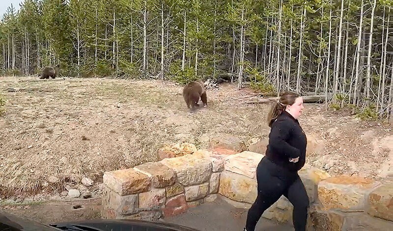 Женщине грозит год тюрьмы за съемку медведя