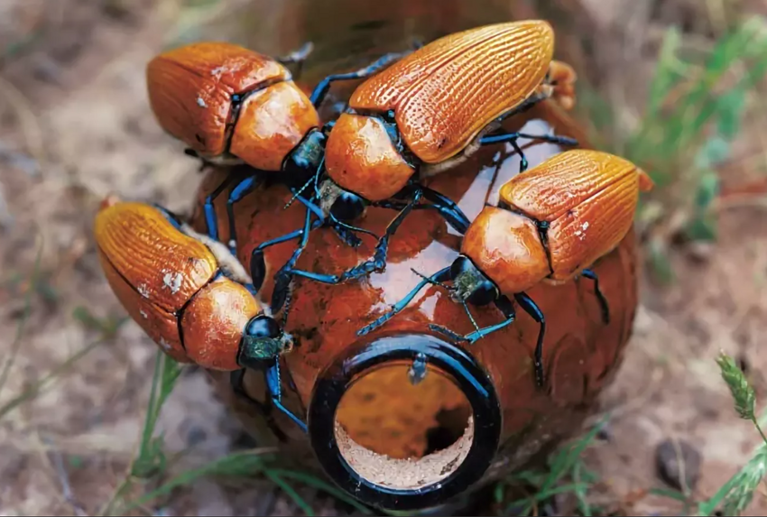 Австралийские бронзовые златки: Их самцы выбирают пивные бутылки вместо самок. История о том, как стеклянная тара уничтожает вид
