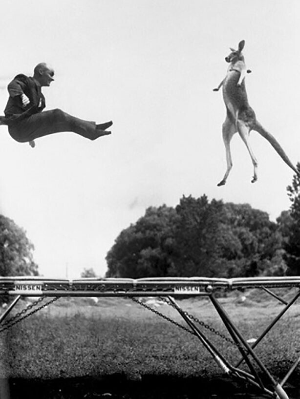 Изобретатель батута Джордж Ниссен, прыгает на своём детище с кенгуру.