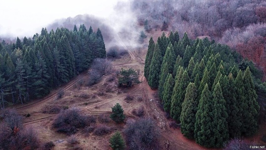 Роща секвой в Крыму