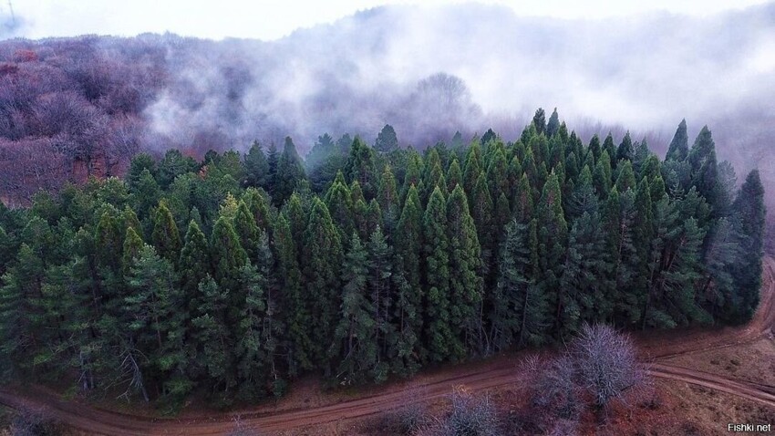 Роща секвой в Крыму