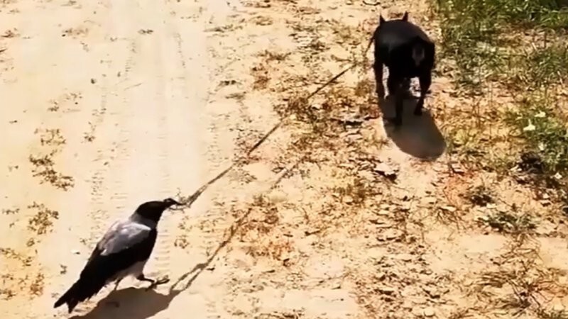 Ворона выгуливает собаку. Ворона и ежик. Ворона и щенок