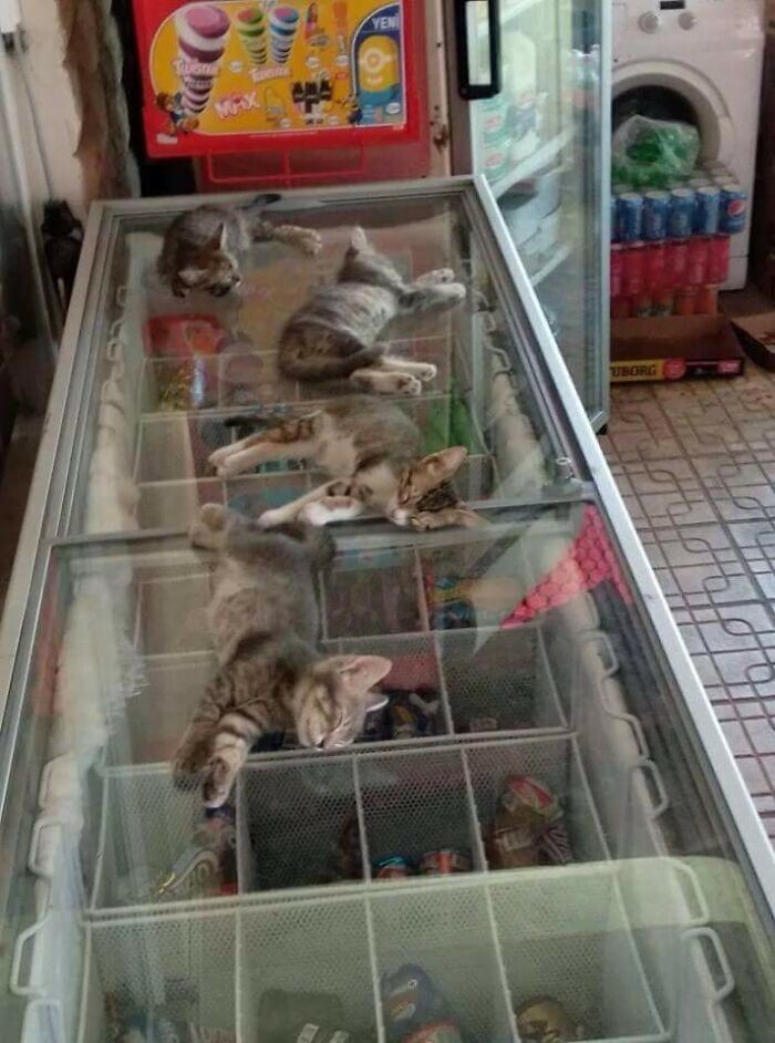 1. Владелец магазина в Турции пускает котят охладиться на морозилке