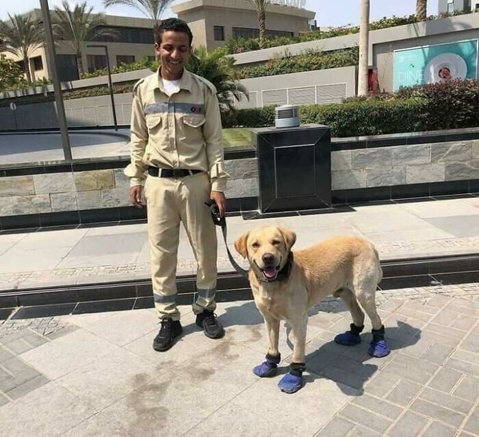 11. Охранник в Египте решил обуть пса, чтобы тот не обжег лапы о горячий тротуар