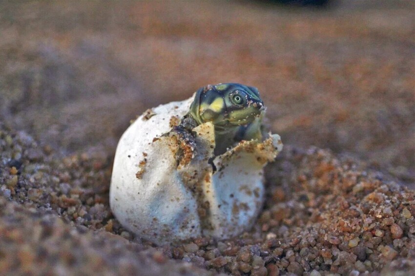 Бокошейные черепахи: Змеиная шея крайне древних рептилий. Зачем жертвовать безопасностью панциря?