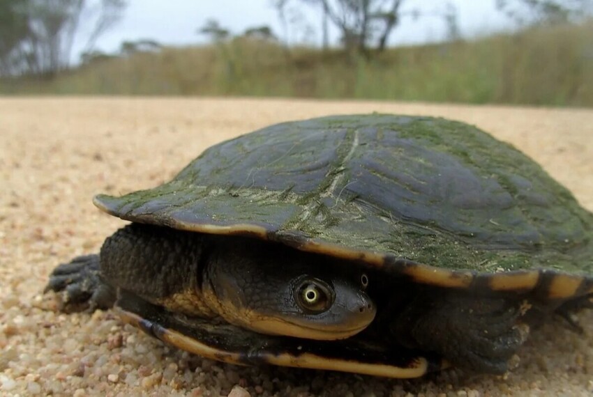 Бокошейные черепахи: Змеиная шея крайне древних рептилий. Зачем жертвовать безопасностью панциря?