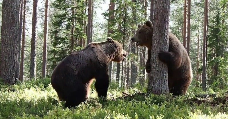 Борьба за территорию между двумя огромными бурыми медведями