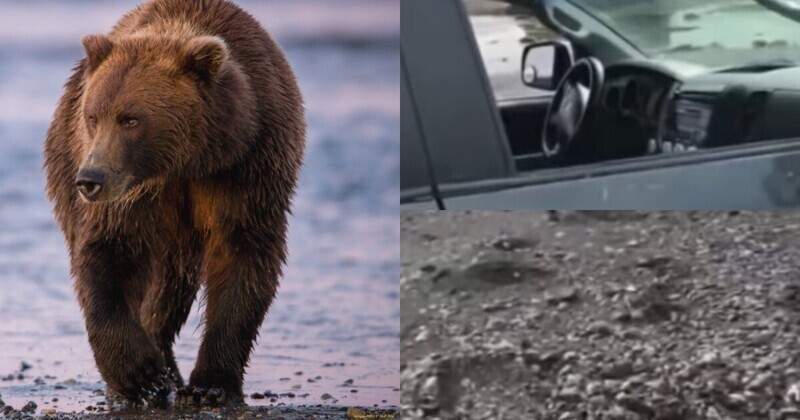 "Пришлось стрелять прямо в рыло": сахалинец отбился от медведя, пытавшегося вытащить его из авто