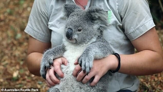 Какая милота: реакция коалы на массаж 