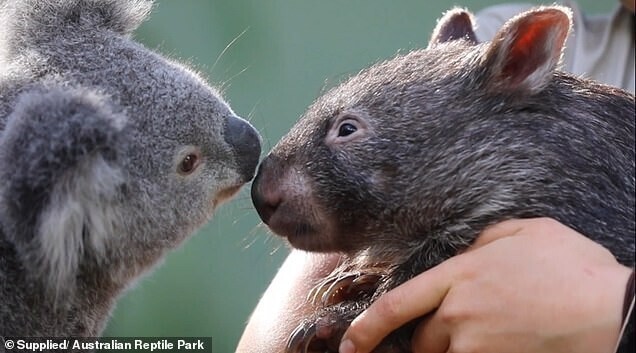 Какая милота: реакция коалы на массаж 