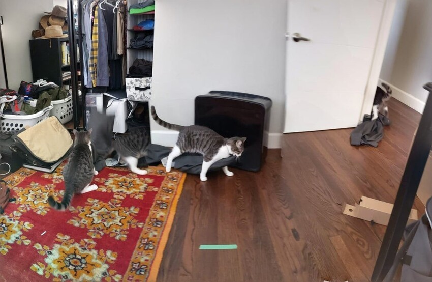 Панорамное фото кошки, которая ворует брюки из шкафа