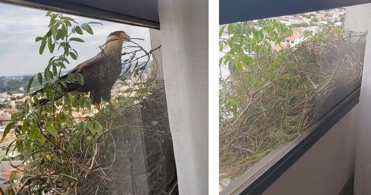 "Два орла решили построить гнездо у окна моей бабушки на 12 этаже"