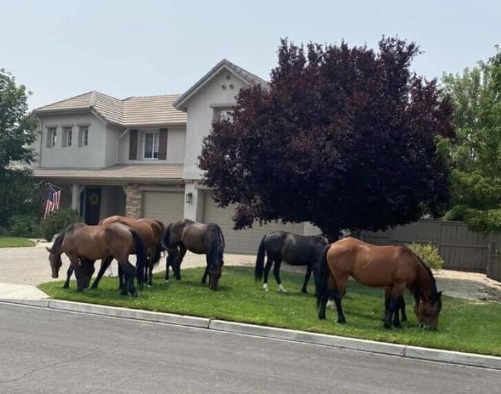 "Дикие лошади решили пообедать в одном из наших дворов"