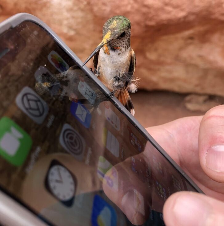 "На мой телефон внезапно приземлилась колибри"