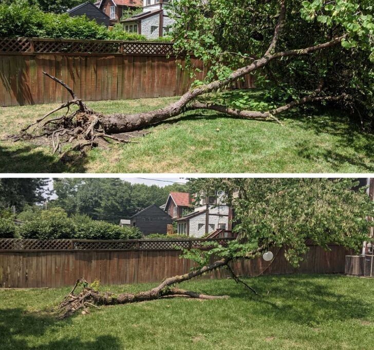 "Год назад дерево в нашем дворе упало. Оно до сих пор "живое"!"