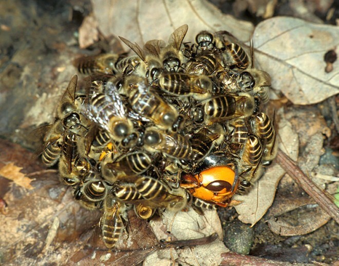 Как пчелы убивают шершня