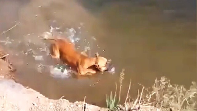 Собака любит купаться и нырять с берега